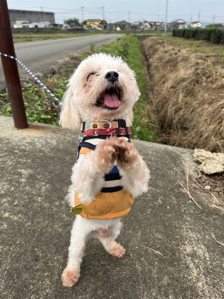 高速おちょうだい