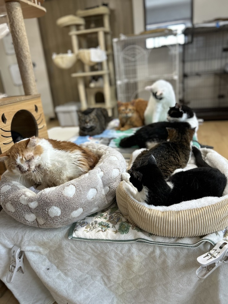 シニア部屋。ペットベッドで思い思いに寛いでいます
