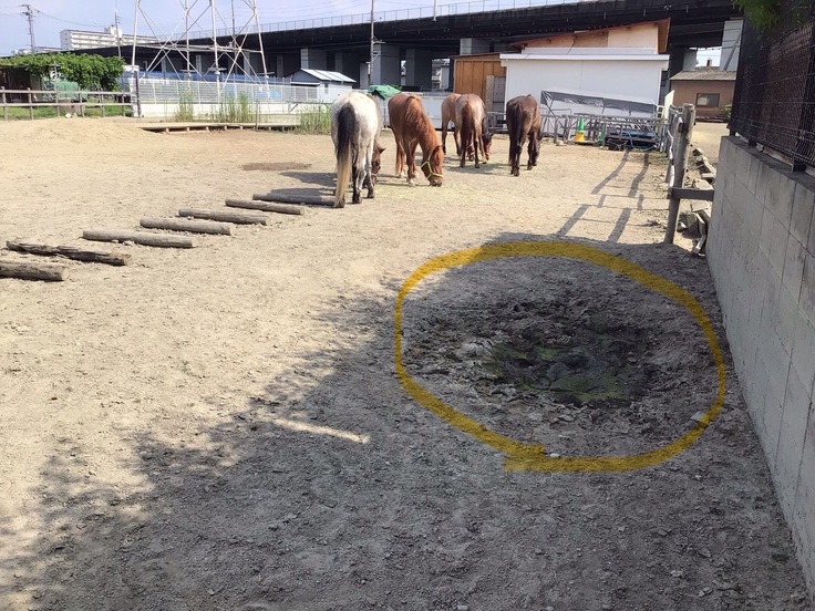 でこぼこした馬場