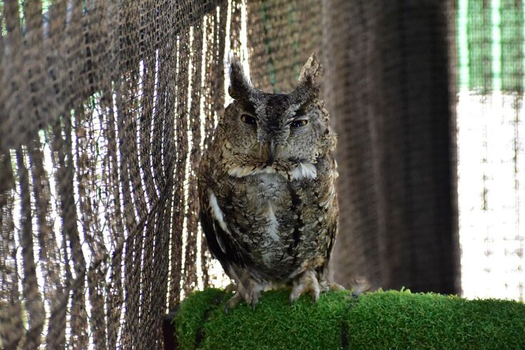 オオコノハズク(ミミ・次朗・三朗・四朗)sy (2).JPG