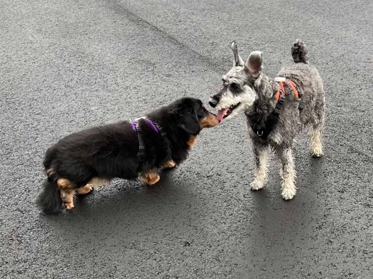 来社いただいたミニチュアダックスの善ちゃんとミニチュアシュナウザーのアルファちゃん