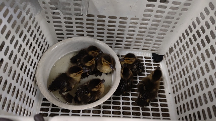 Anas platyrhynchos・雛・放鳥・南12条西10丁目で保護：中島公園：25.06.11.006.jpg