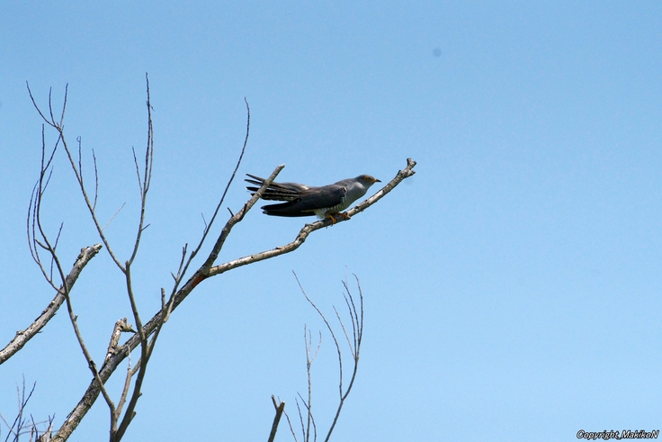 batch_Cuculus canorus・豊平川・東雁来：25.06.14.014.JPG