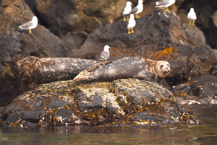 ゼニガタアザラシの成獣