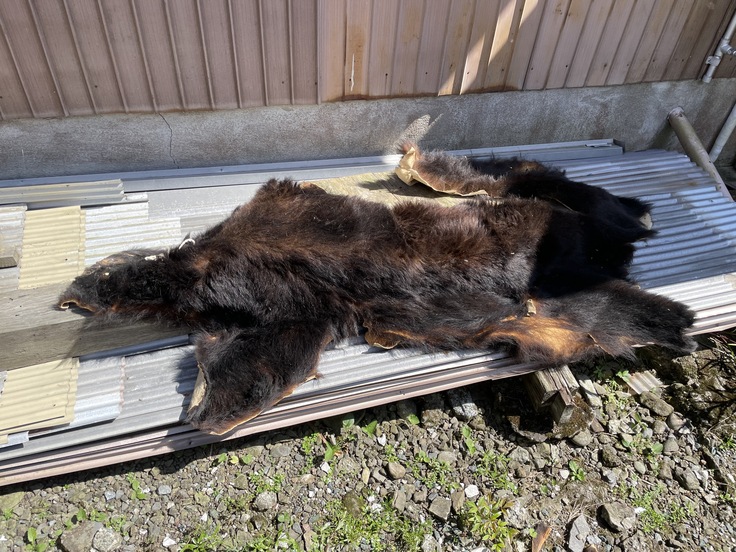 捕獲したクマの毛皮