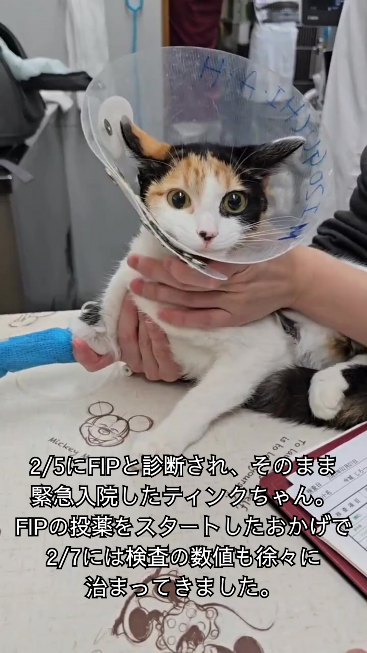 ティンクちゃん退院からの様子2