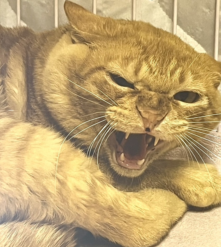 近づくだけでシャ～！