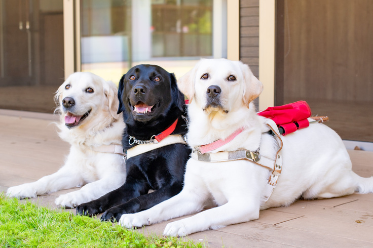 木香テラス(犬舎)の前のデッキに伏せている3頭の犬たち(奥からゴールデンレトリーバー、黒ラブ、イエローラブ。3頭ともハーネスを装着している)