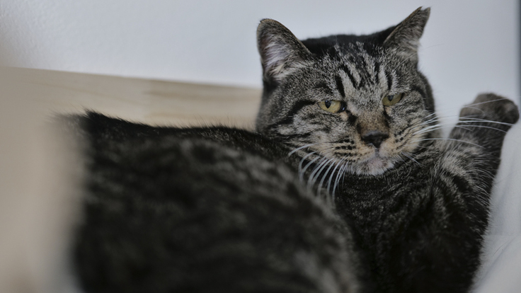 看取りで保護した負傷猫