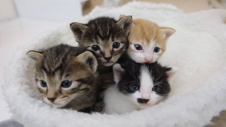 保護依頼の絶えない子猫たち