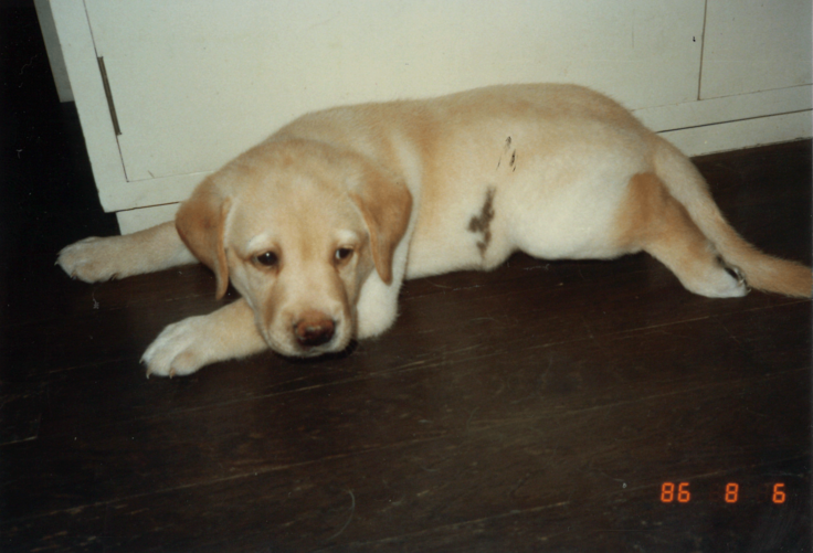 仁井さんのご自宅の床に伏せているパピー時代のクイール