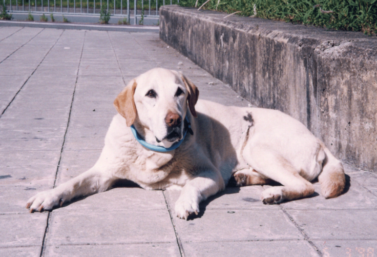 コンクリートの上に伏せてこちらを見ているクイール(引退後)