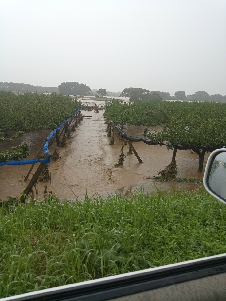 昨年7/25の降水当時の梨畑です