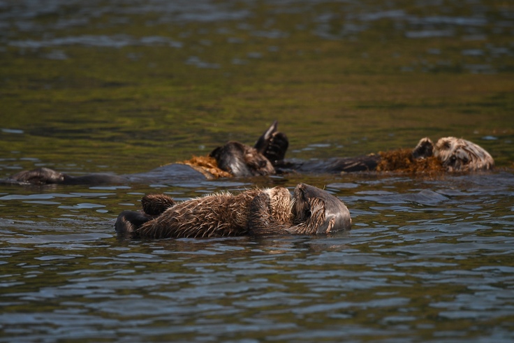 お休み中のラッコたち
