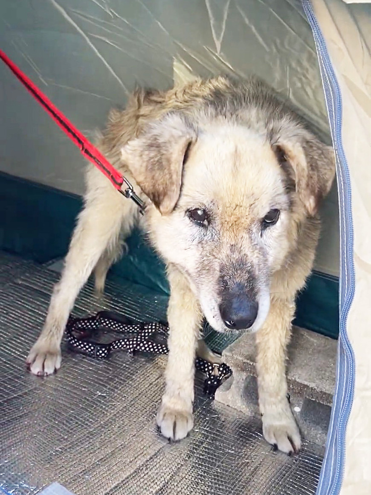 保護日のみちるちゃん