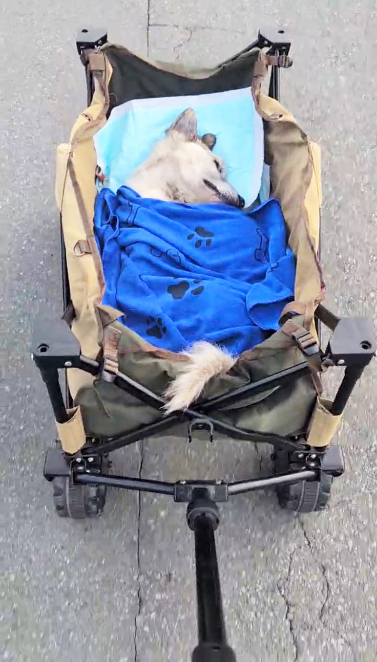 カートでお散歩