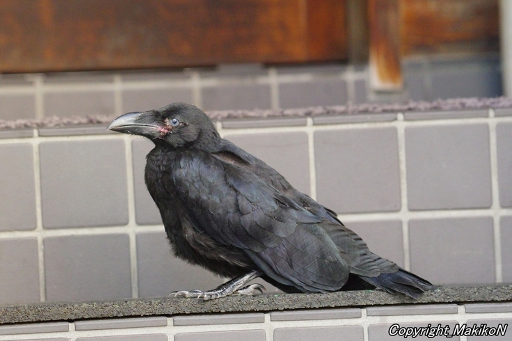 batch_IMGP93100714 (518).jpg