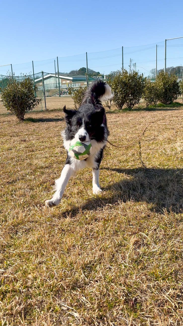 サッカーボールを追いかけるのが大好きなおもち
