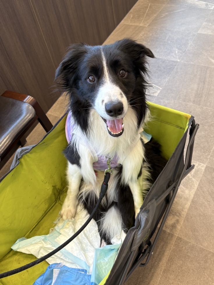 座れなくなったおもち