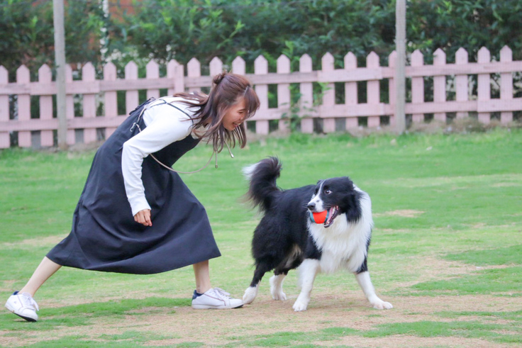 ドッグランで駆け回るおもち