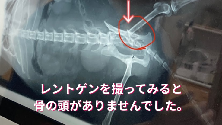 レントゲンを撮ってみると 骨の頭がありませんでした。.png