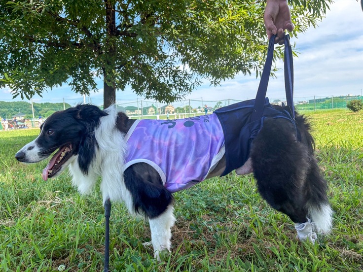 介助用ハーネスをゲット！