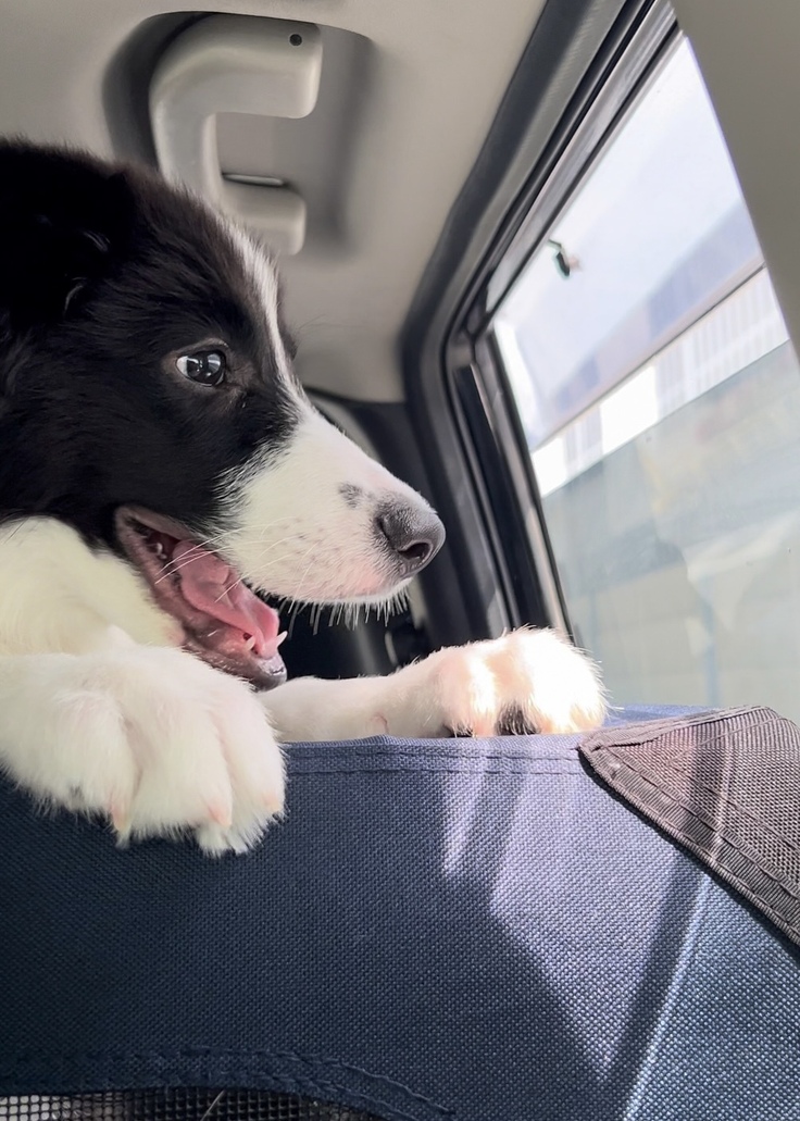 生後4ヶ月のおもちと初ドライブ