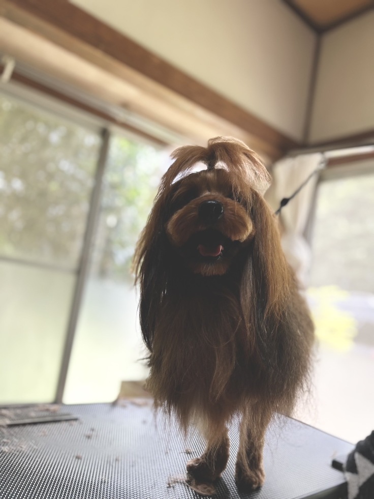 トリミングの写真