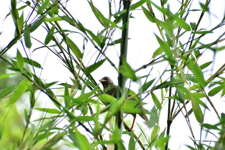 ムクドリ(8羽兄弟)sy (20).JPG