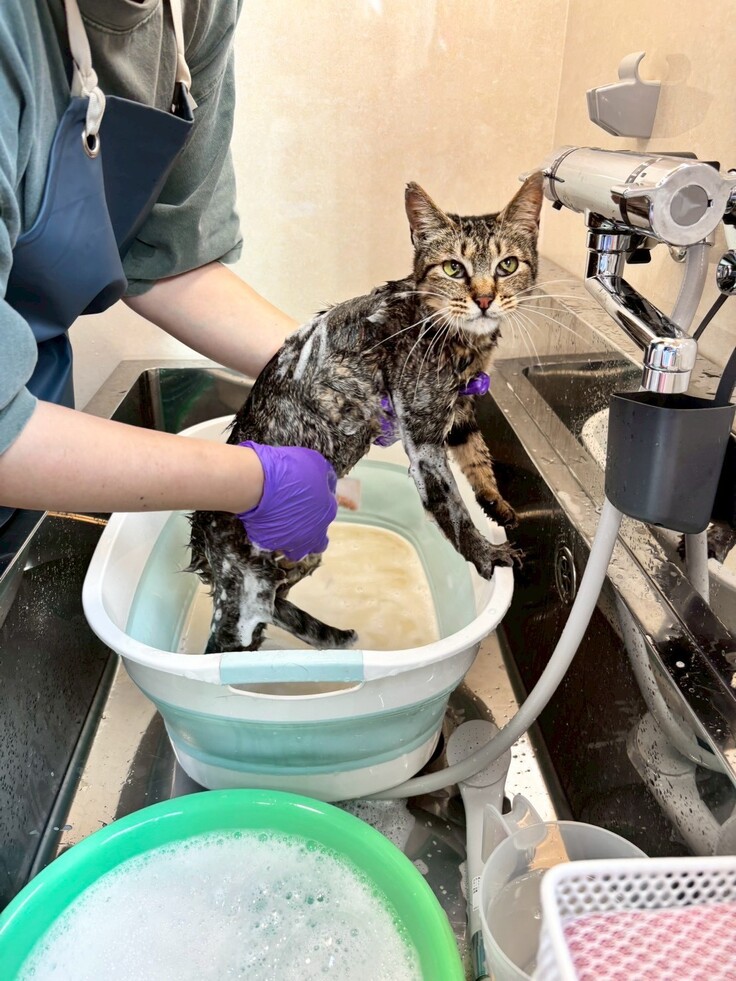 初めてのシャンプー