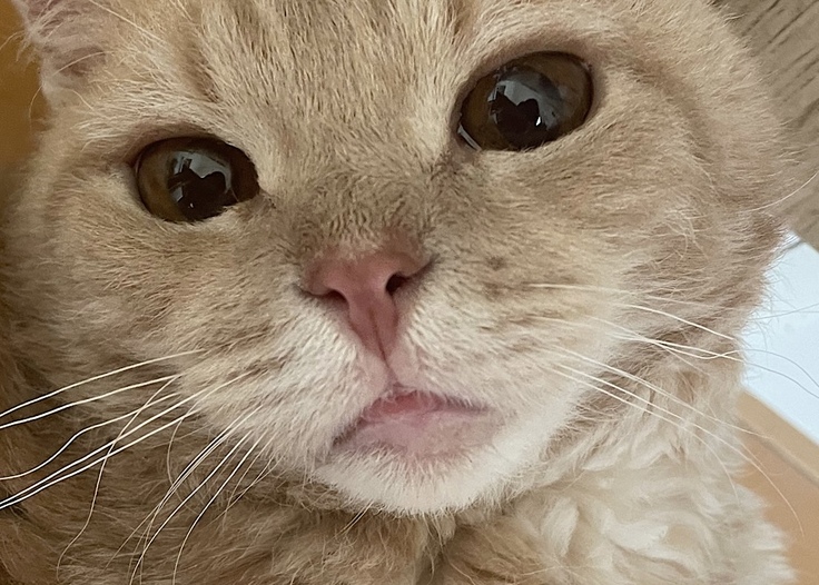 まめおの写真（よだれ）