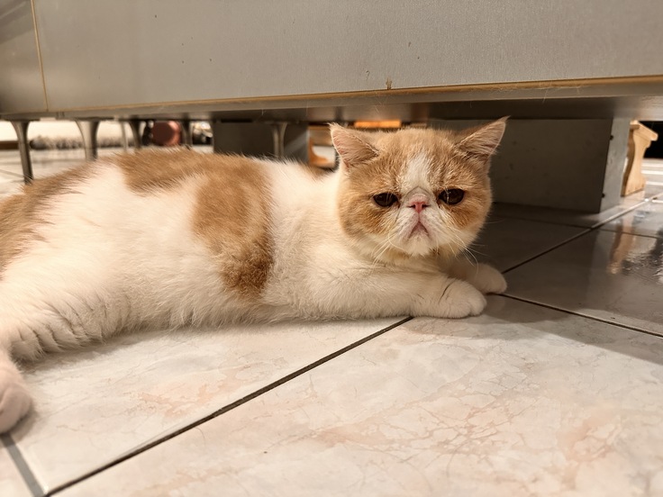 写真が挿入できます👏🏻