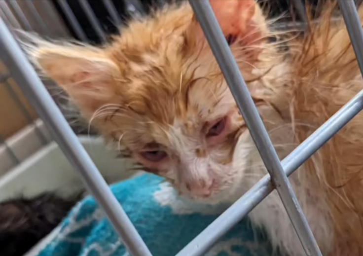 多頭案件にて保護の子