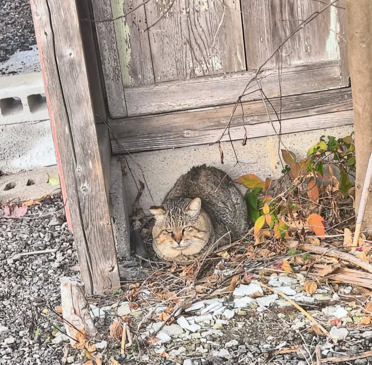 今年入った崩壊の子
