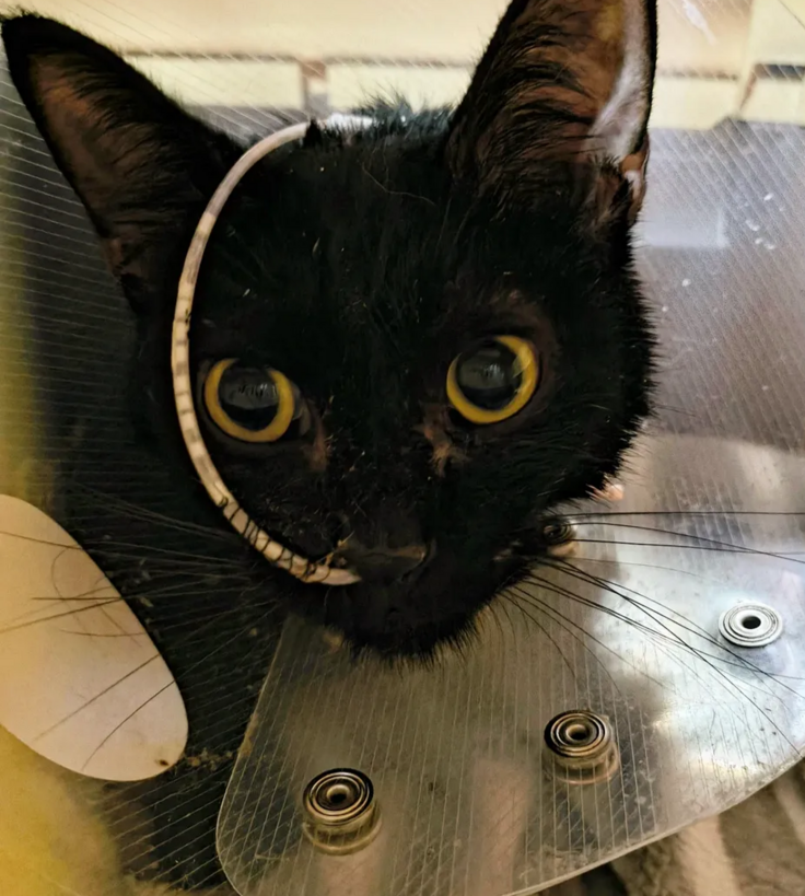 保護して先天性の病気とわかり看取りを先日した