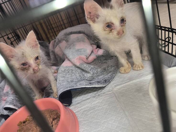 捨てられていた子皆様のご支援で保護できました