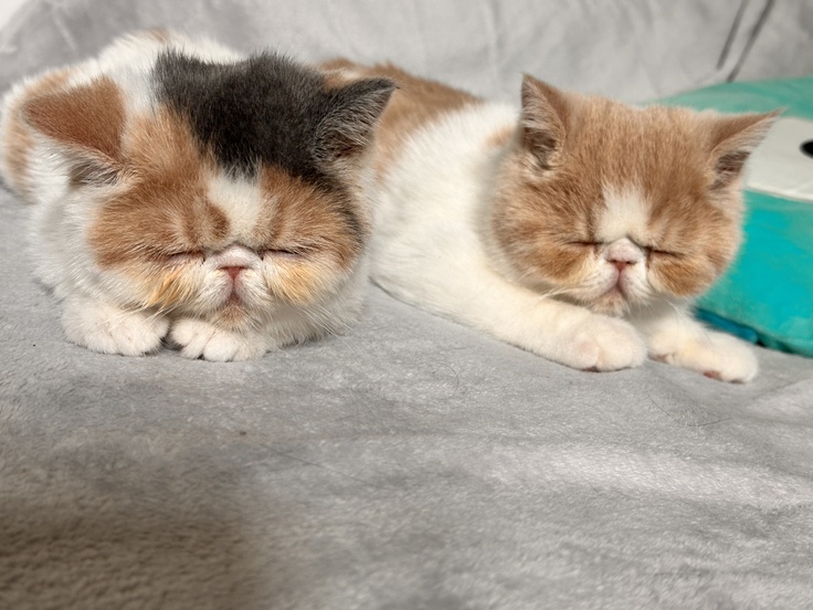 病気になる前のわさび