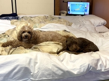 ディーボ4 - コピー (2).jpg