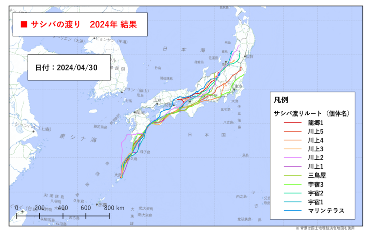 2024年奄美大島北部で装着した11個体の春の渡り