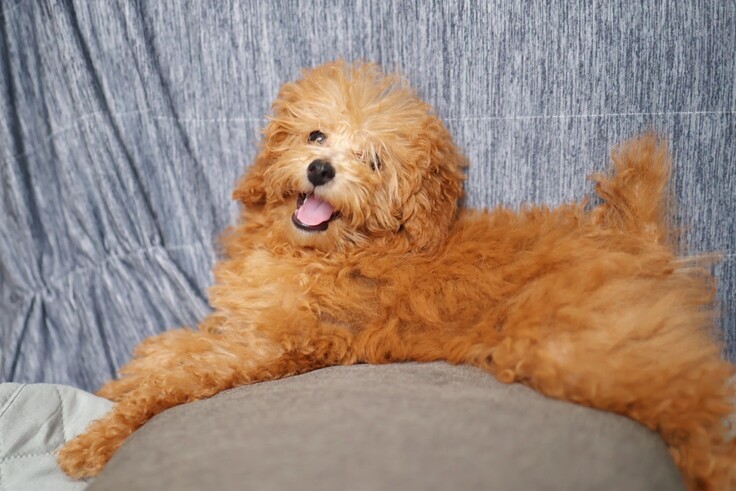 小さい頃のルル