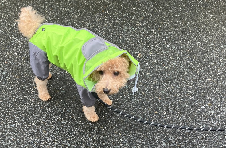 雨の日に散歩中のルル