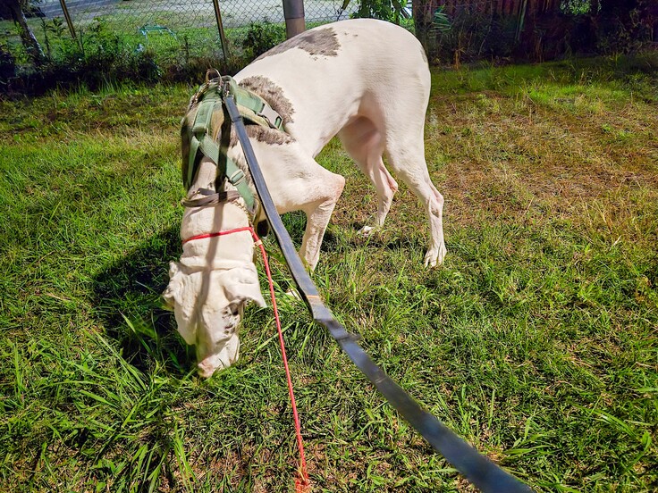 散歩中の超大型犬