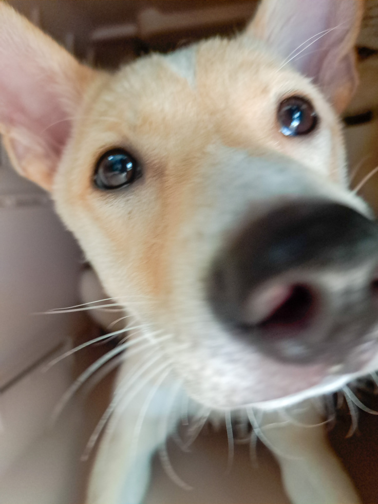 運動神経も体力もある野犬出身のはぴねすっ子。里親募集中です。