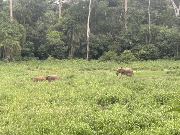 大きなお父さんゾウと、「まだ遊ぶ！」と逃げる息子を追いかけるお母さんゾウ