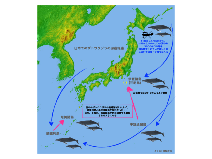 図1. 日本のザトウクジラの回遊経路