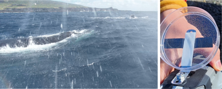 図2. ドローンによるブローの採取（左: 採取した瞬間のドローン映像の切り抜き　右: ブローを採取したシャーレ）