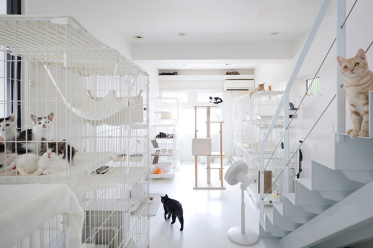 オープン型保護シェルター