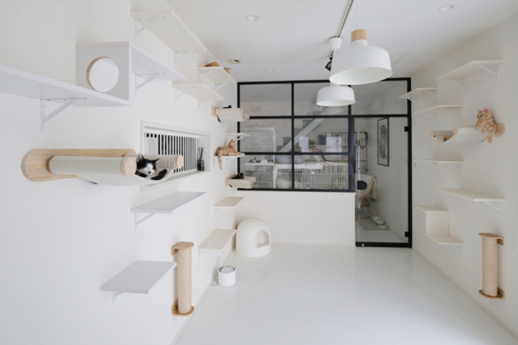 新たにスタートする猫カフェスペース