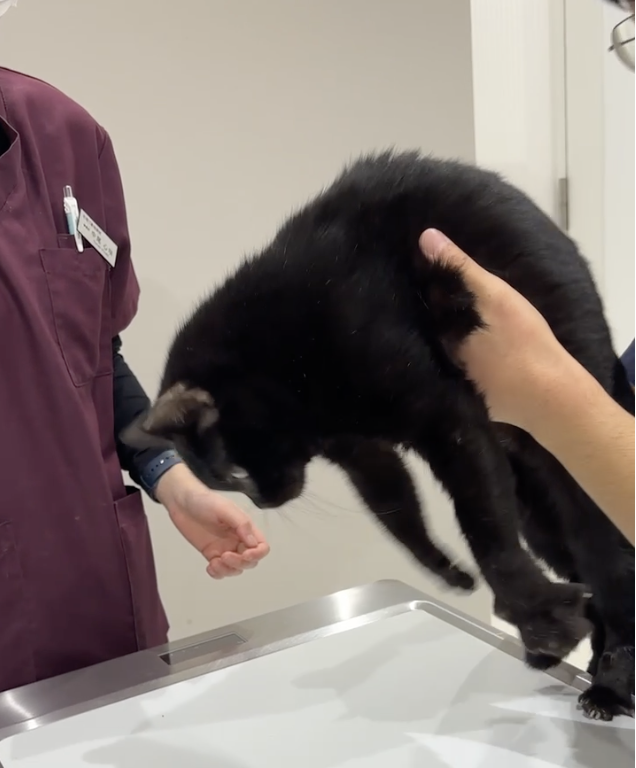 スクリーンショット 2025-02-20 16.05.38.png