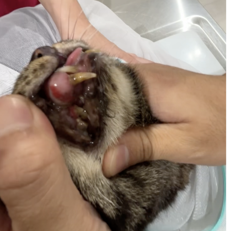 スクリーンショット 2025-08-13 19.00.25.png